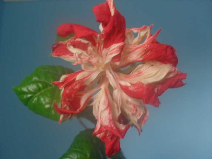 493 - HIBISCUS BAPTISTII 2012