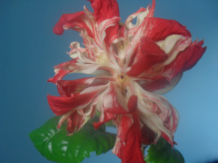 Hibiscus Baptistii