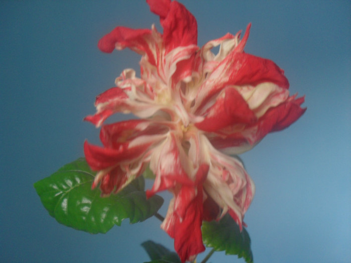 499 - HIBISCUS BAPTISTII 2012