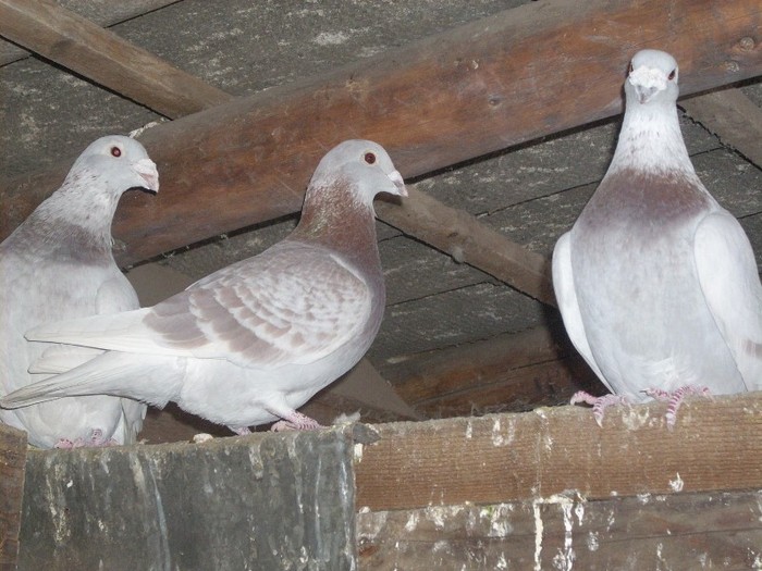 BRICOUX - VOIAJORI BRICOUX DIN CRESCATORIA MEA