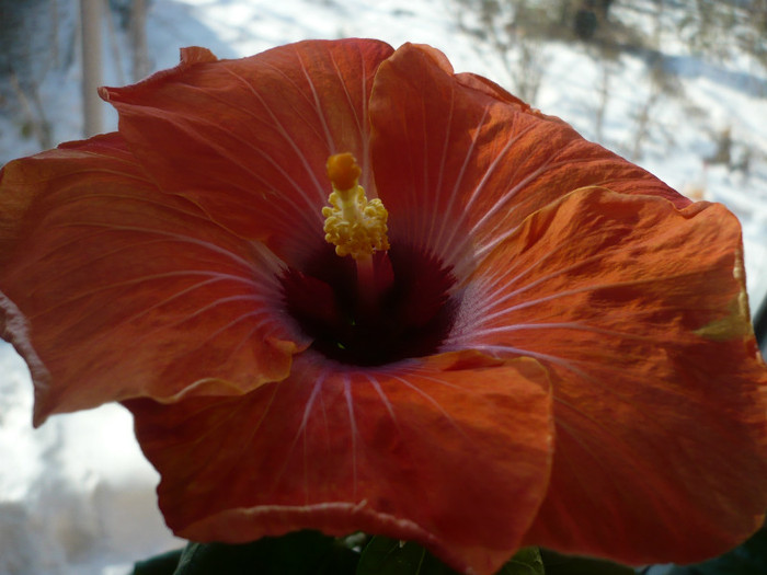 Kansas Night - HIBISCUSI 2012-1