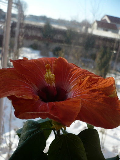 P1110545 - HIBISCUSI 2012-1