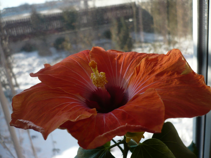 P1110546 - HIBISCUSI 2012-1