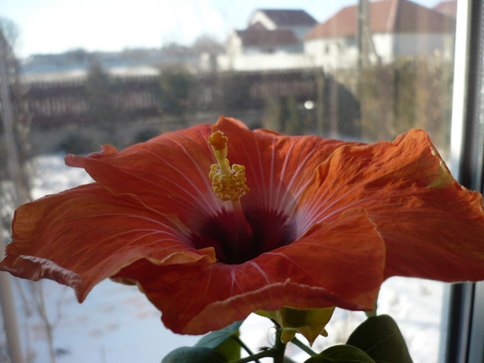 P1110547 - HIBISCUSI 2012-1