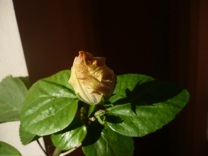 P1110548 - HIBISCUSI 2012-1