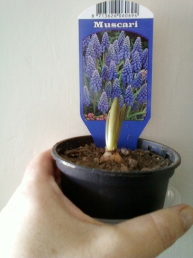 muscari; 10 febr 2012
