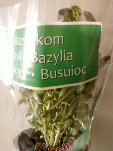 10 febr 2012 016; busuioc pt ernie , care nu mai vrea sa manance de cand a murit norocel...
