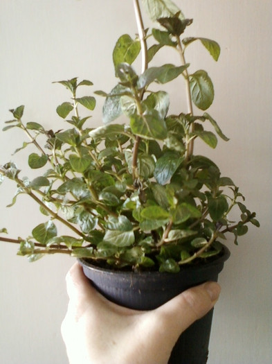 10 febr 2012 023; menta pt ernie
