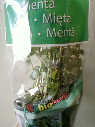 10 febr 2012 019; menta pt ernie , care nu mai vrea sa manance de cand a murit norocel...
