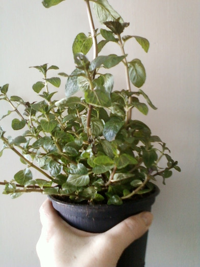 10 febr 2012 022; menta verde pt ernie
