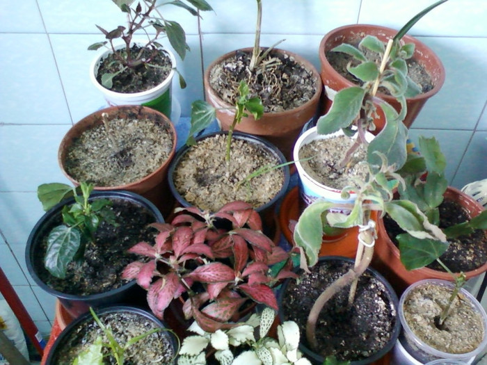 florile din dormitor dupa dus; 10 febr 2012

