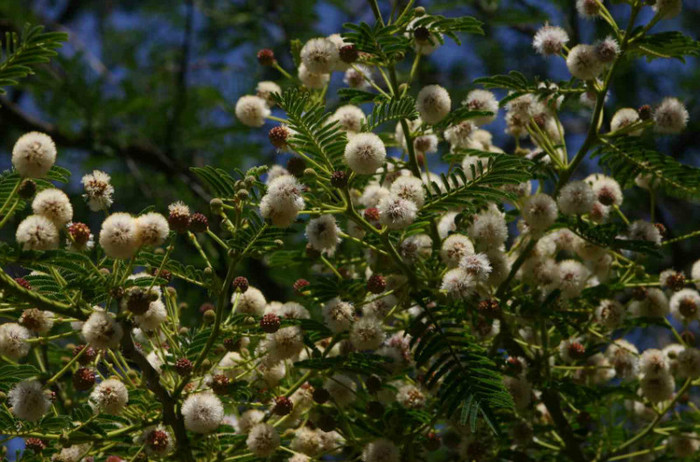 Acacia sieberiana