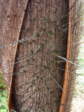 Acanthophoenix crinita