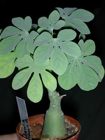 Adenia venenata