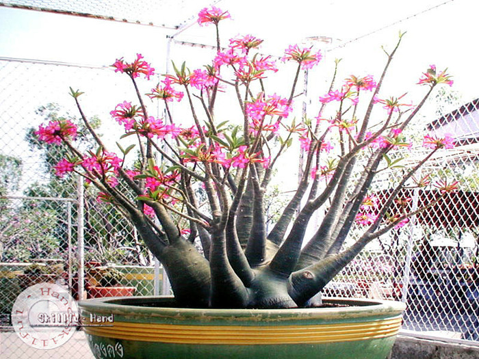 Adenium obesum