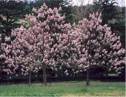 PAULOWNIA plic 15 sem.-4ron taxe postale - PAULOWNIA ELONGATA