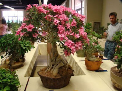 Adenium swazicum
