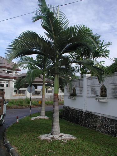 Archontophoenix alexandrae