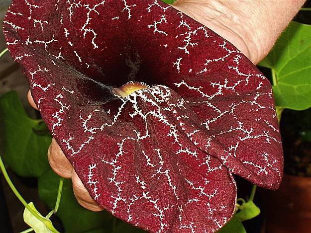 Aristolochia elegans