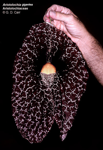 Aristolochia gigantea