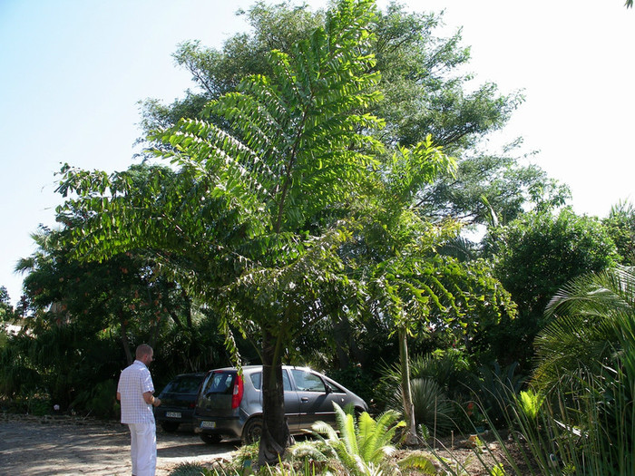 Caryota mitis