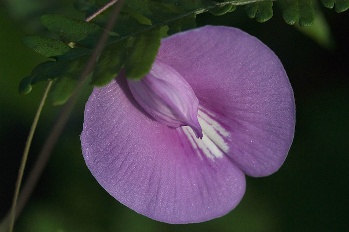 Centrosema virginianum