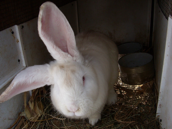 achizitie noua-10-feb-2012 mascul U.G.A 6,5 luni (1) achizitie noua-10-feb-2012 mascul U.G.A 6,5 luni (1)