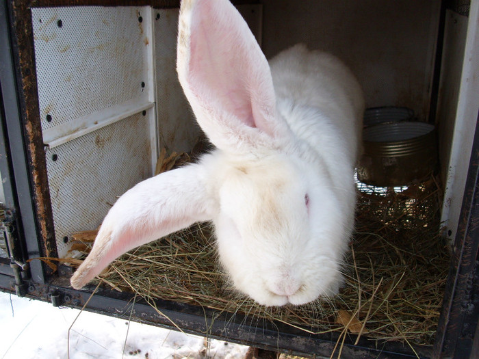 achizitie noua-10-feb-2012 mascul U.G.A 6,5 luni (3) achizitie noua-10-feb-2012 mascul U.G.A 6,5 luni (3)