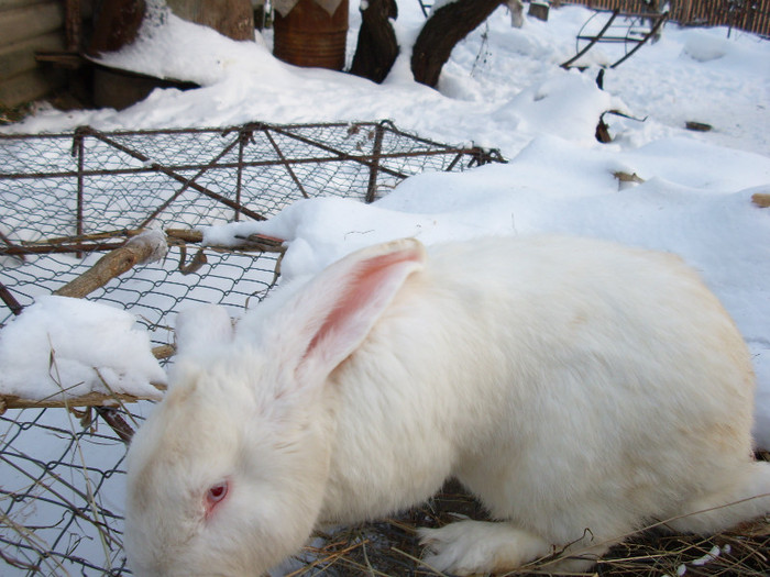 achizitie noua-10-feb-2012 mascul U.G.A 6,5 luni (7) achizitie noua-10-feb-2012 mascul U.G.A 6,5 luni (7)