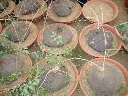 Cyphostemma elephantopus - 1-de vanzare 2019-2020- SEMINTE TROPICALE RARE