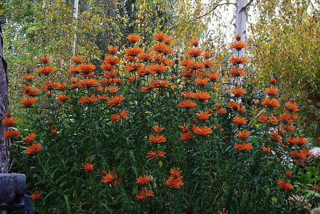 Leonotis leonorus
