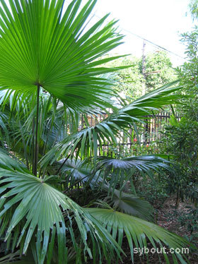 livistona_chinensis