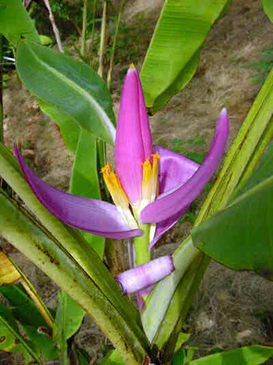 Musa Ornata
