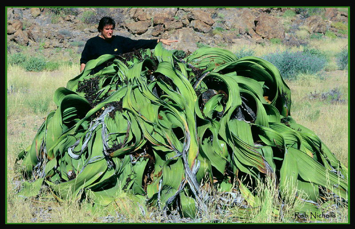 Welwitschia mirabilis - 1-de vanzare 2019-2020- SEMINTE TROPICALE RARE