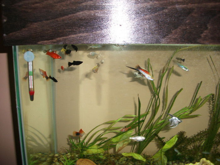 Picture 065 - noua achizitie-acvariul cu pesti