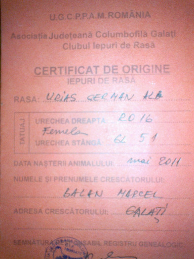 Certificatul de origine - 21 Femela RO 16 GL 5 1