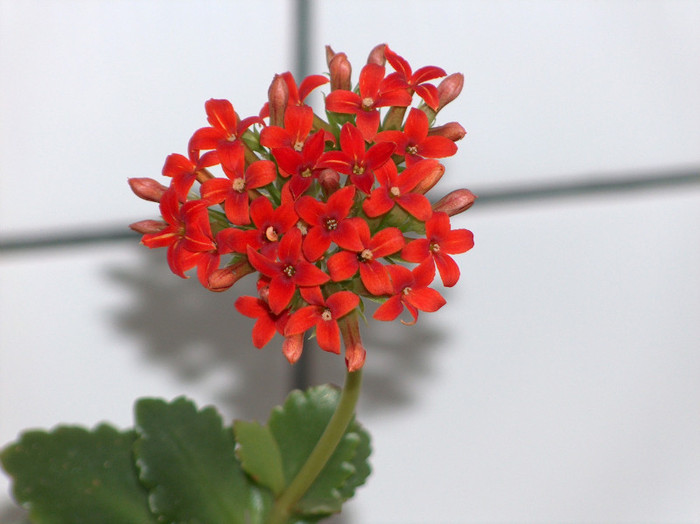 HPIM2552 - kalanchoe