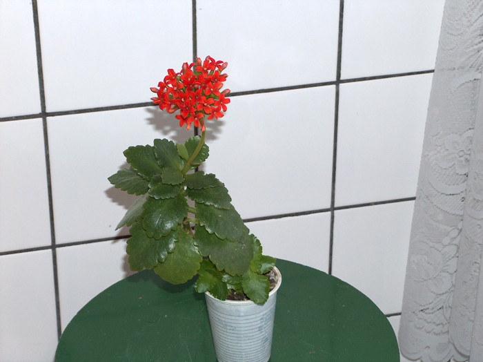 HPIM2551 - kalanchoe