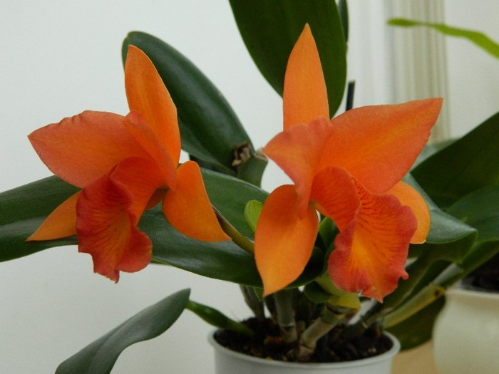 DSCN0241 - Cattleya