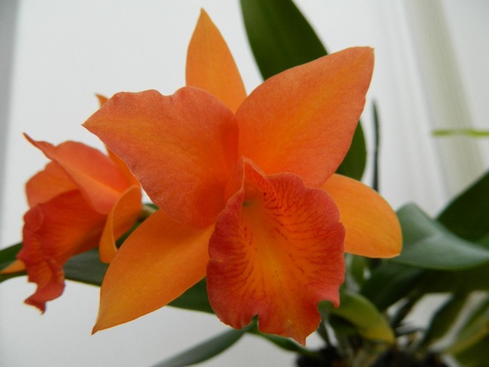 DSCN0242 - Cattleya