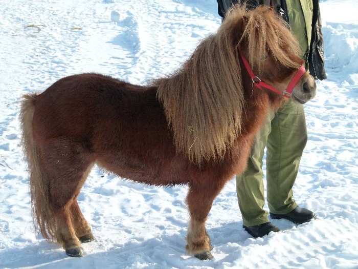 ponei shetland; mascul 4 ani, invatat la calarie
