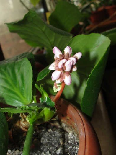 06.02.12 - B-Bergenia