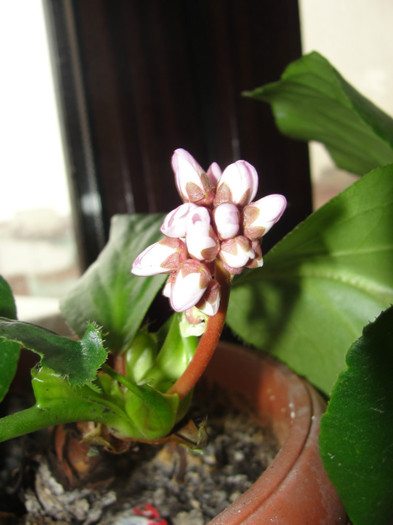 06.02.12 - B-Bergenia