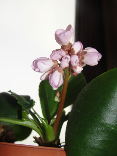 08.02.12 - B-Bergenia