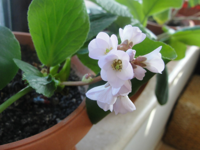 09.02.12 - B-Bergenia