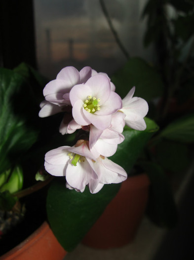 10.02.12 - B-Bergenia