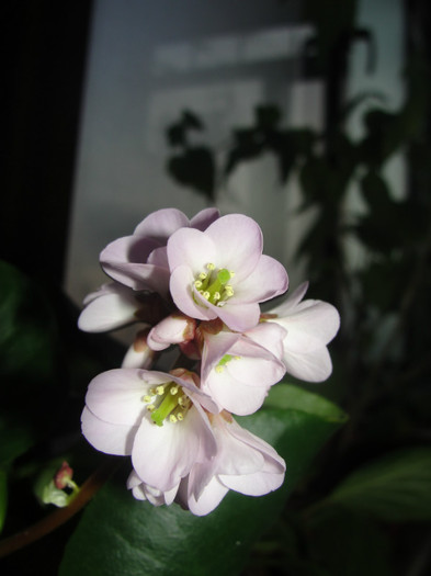 10.02.12 - B-Bergenia