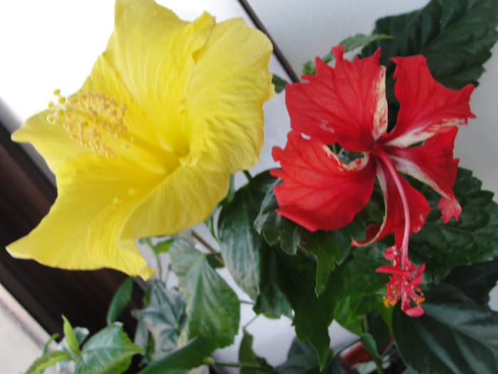 02.02.12 - B-hibiscus-2012 1