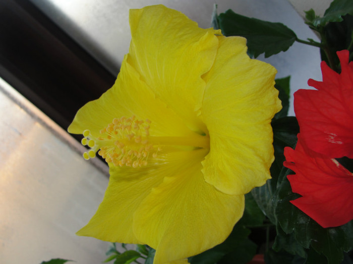hibi senegal - B-hibiscus-2012 1