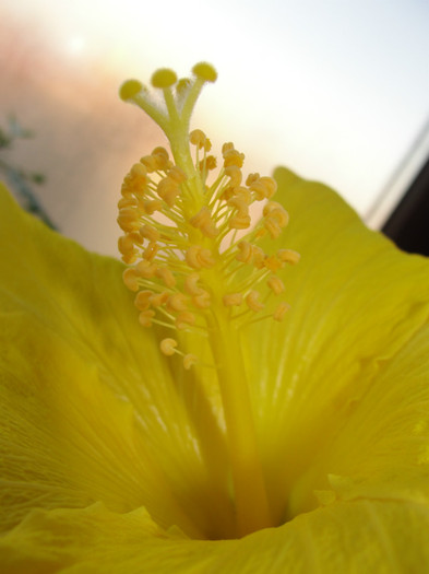 02.02.12 - B-hibiscus-2012 1